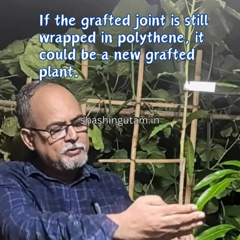 Grafted joint should be 6 - 8 month old and matured in a good grafted mango plant