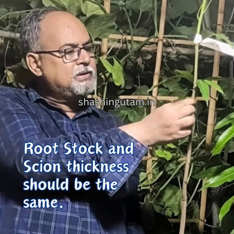 Root Stock & Scion Thickness should be same for a mango grafted plant