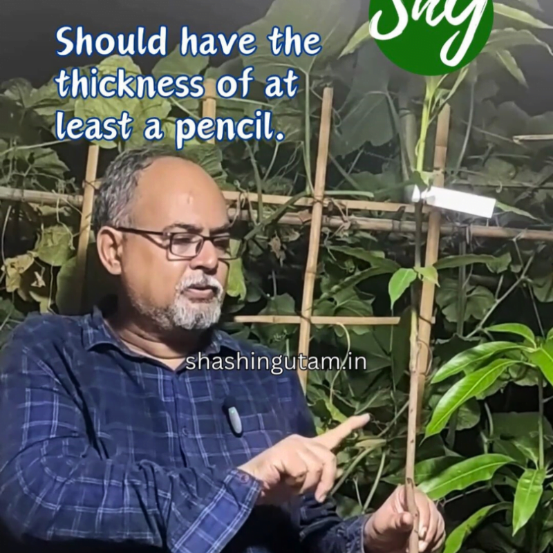 Root Stock Should have thickness of a pencil in best grafted mango plant / Mango varieties