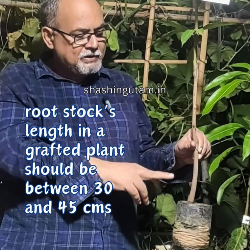 Root stock have lenght of 30 to 45 cms in a ideal grafted mango plant