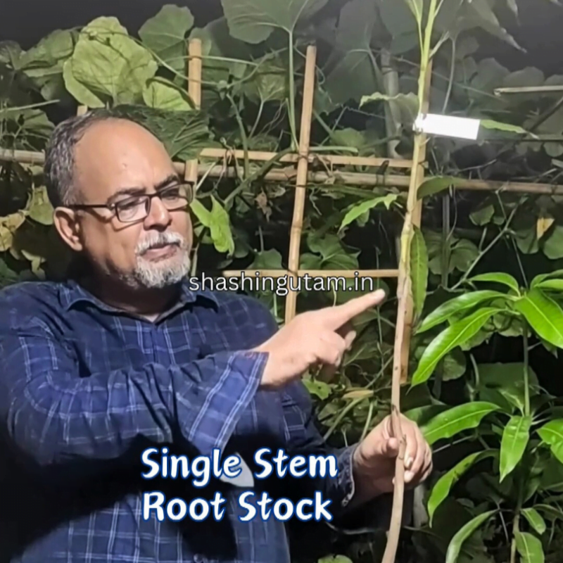 Root stock shouldn't have branches going out of it in a best grafted mango plant