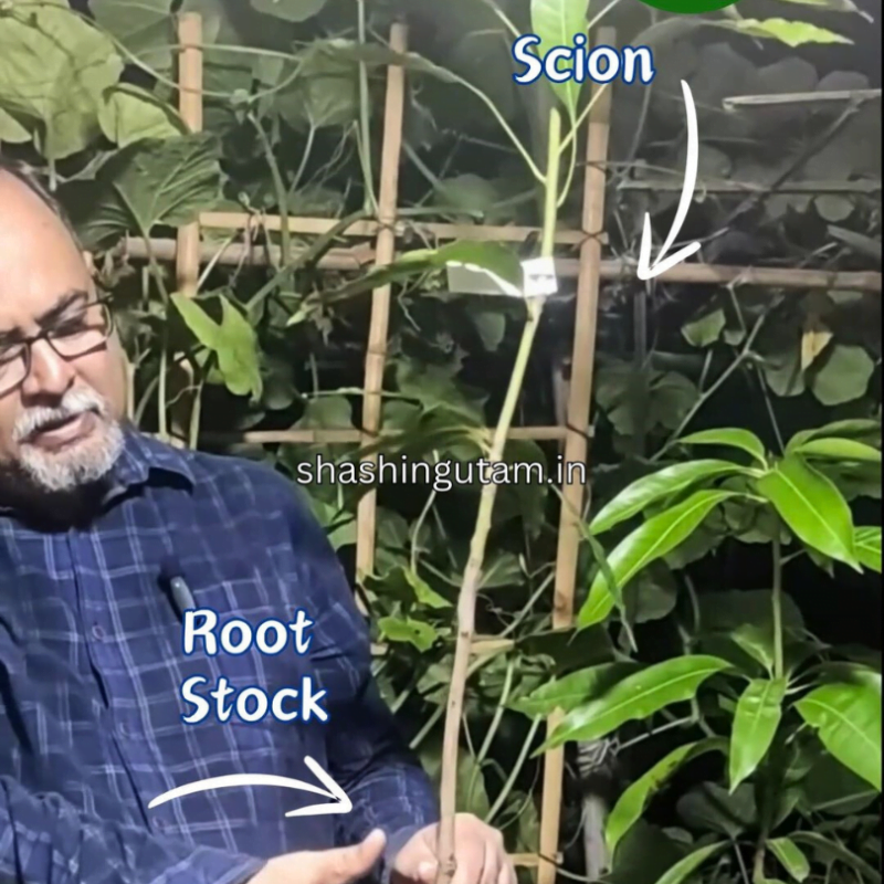 Scion and Root Stock, parts of Mango Grafted Plant Aam Ka Paudha