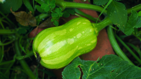 Baby Pumpkin Great Butternut Seeds from Shashi N Gautam 1