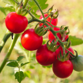 Top Hybrid Cherry Tomato Seeds for India - High-Yield Variety