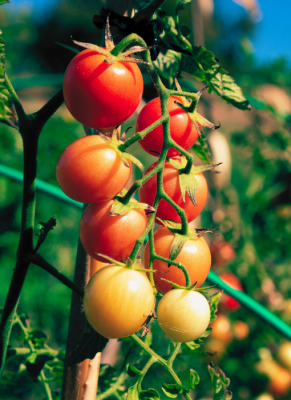 Cherry Tomato Seeds from Shashi n Gautam