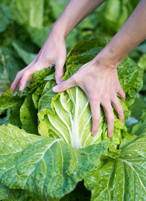 Chinese Cabbage Harvest - Seeds from Shashi N Gautam 120824