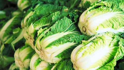 Chinese Cabbage Harvest - Seeds from Shashi N Gautam