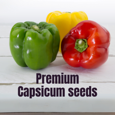 Premium Capsicum seeds