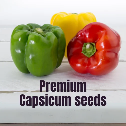 Premium Capsicum seeds