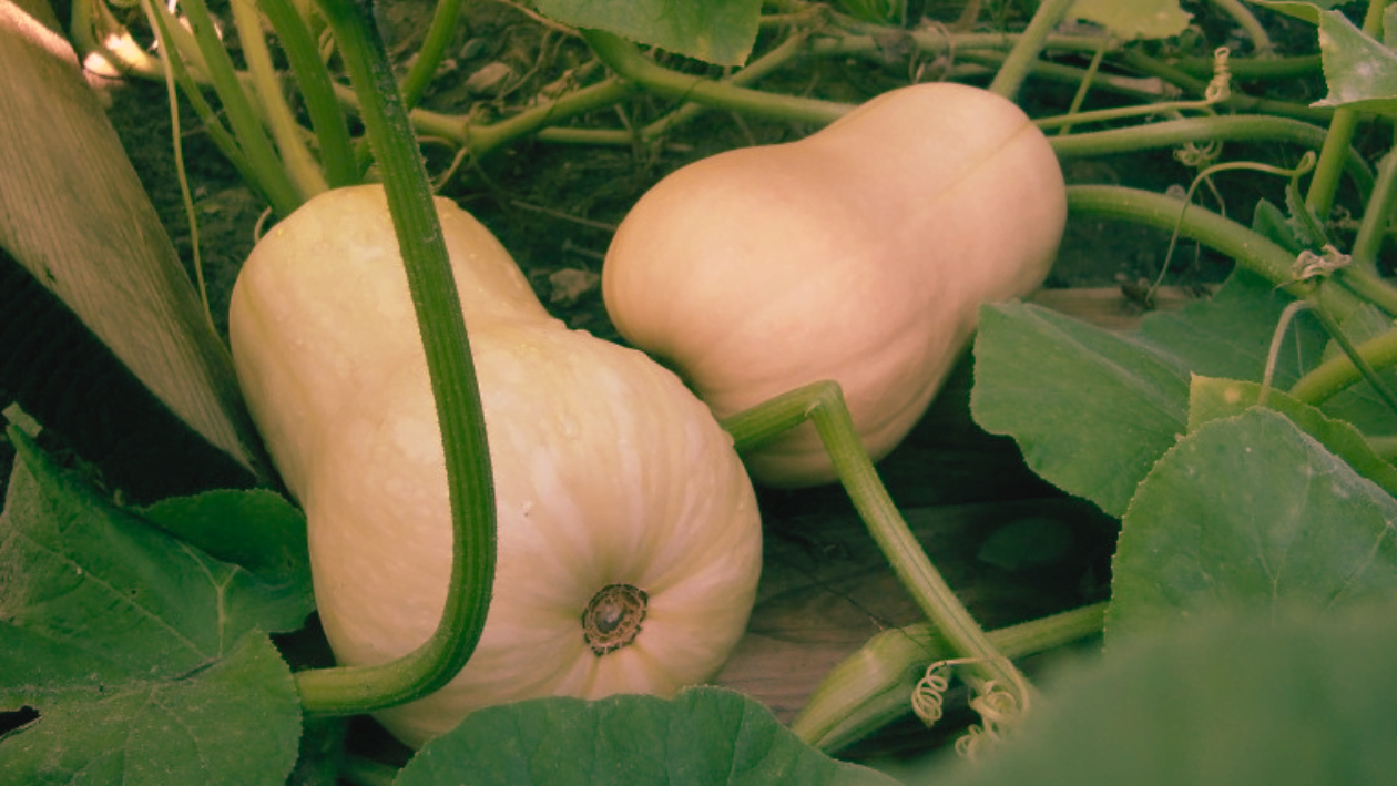 Pumpkin-Great Butternut Vine picture by Shashi N Gautam 080824