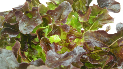 Red-oak-leaf-lettuce harvest - seeds from Shashi N Gautam