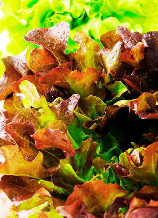 Red-oak-leaf-lettuce seeds from Shashi N Gautam