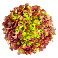 Red-oak-leaf-lettuce seeds from Shashi N Gautam