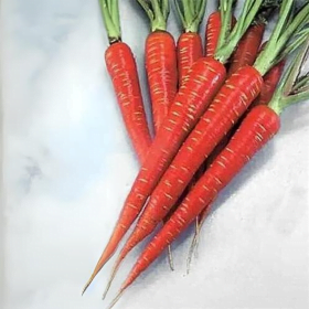 Desi Carrot Seeds - For Home Garden