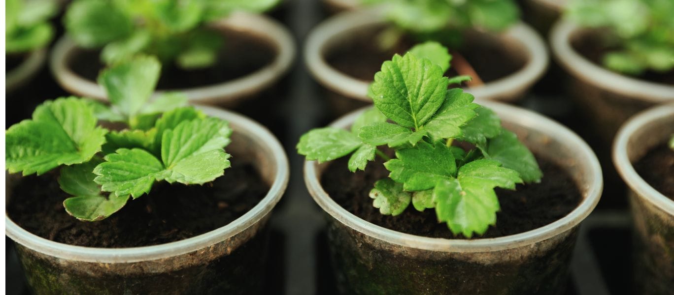 Best pot type for growing strawberry