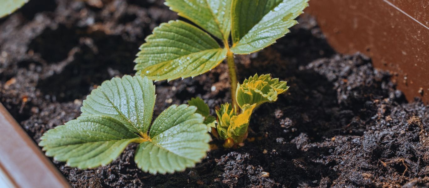 Care for strawberries as they grow