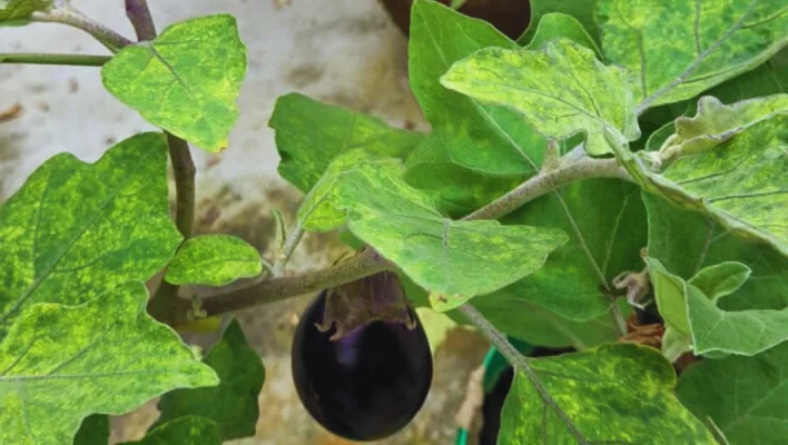 Mosaic Virus & Leaf Curl Virus Disease on Brinjal Plant