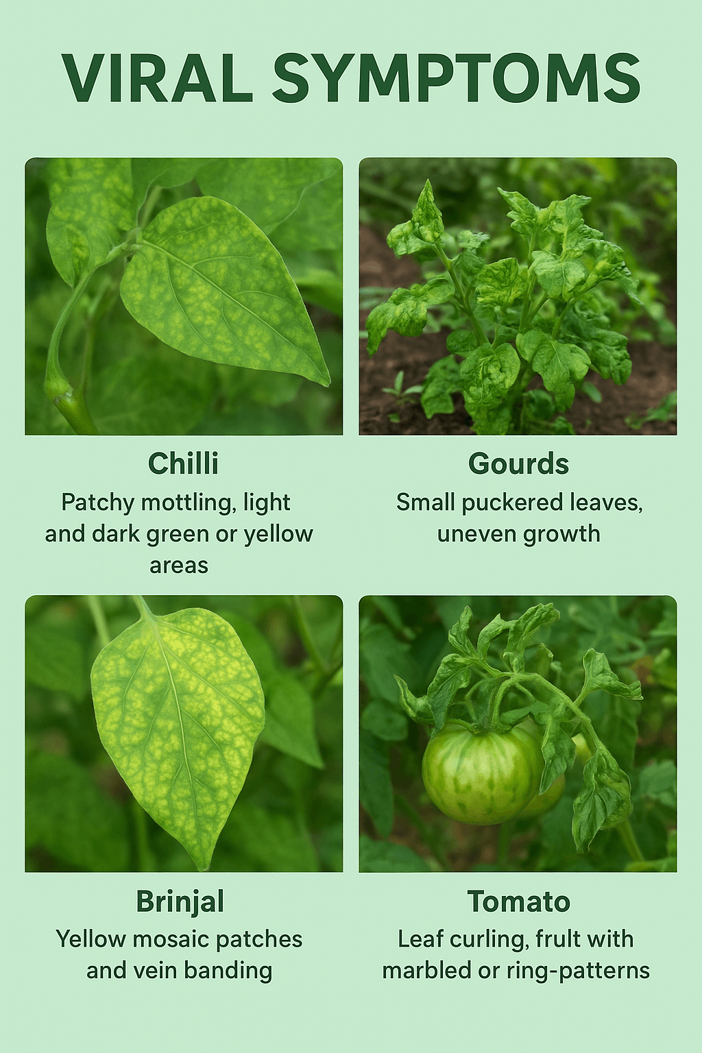 Plant Viral Disease Mosaic Virus & Leaf Curl Virus Symptoms