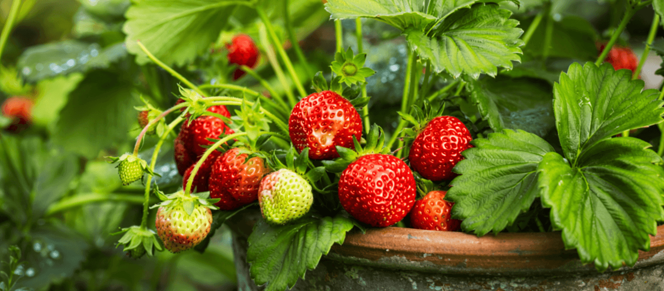 grow strawberries in pots in India