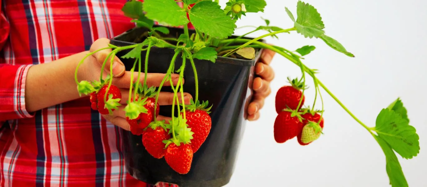 strawberry plant in pots