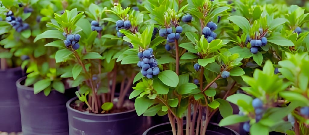 Best blueberry varieties for India