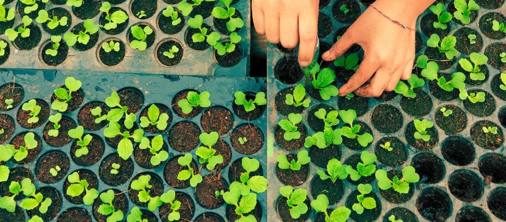best containers for seed starting
