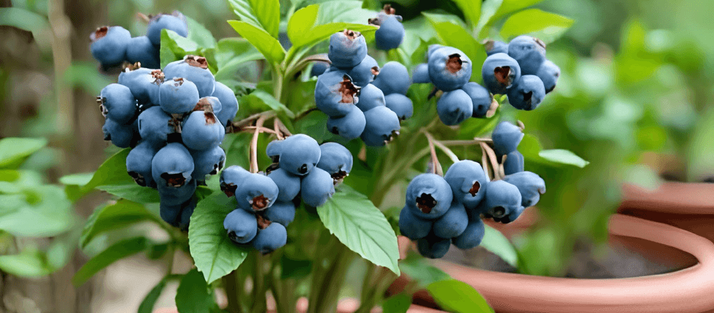 Blueberry cultivation in pots India