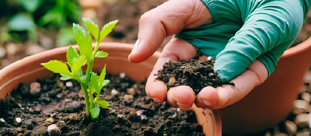Blueberry potting mix recipe India