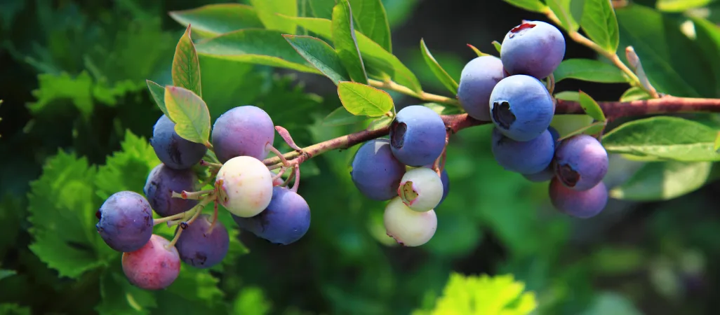Growing blueberries in containers India