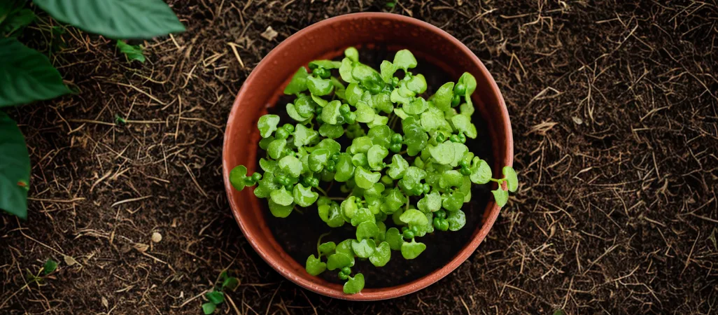 How to grow broccoli from seed