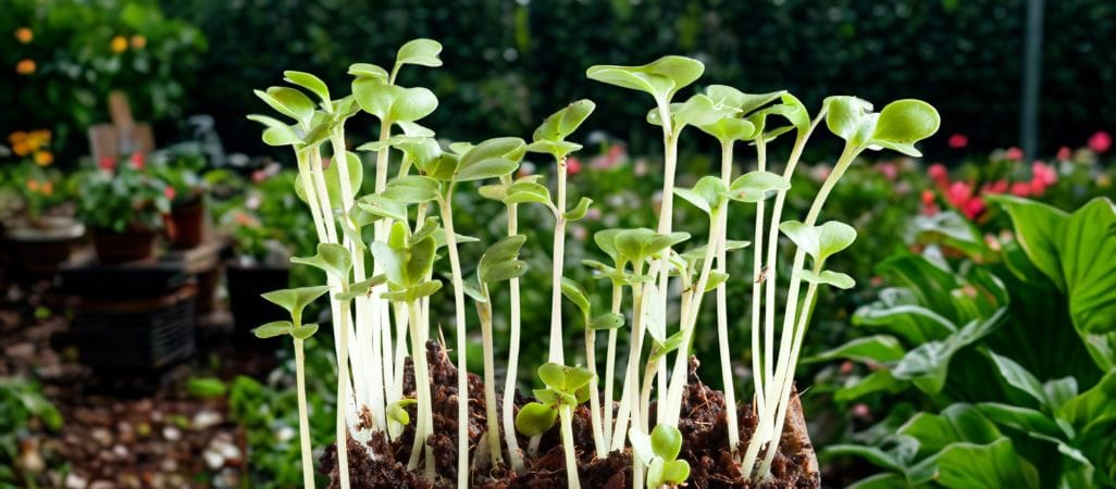 how to thin broccoli seedlings
