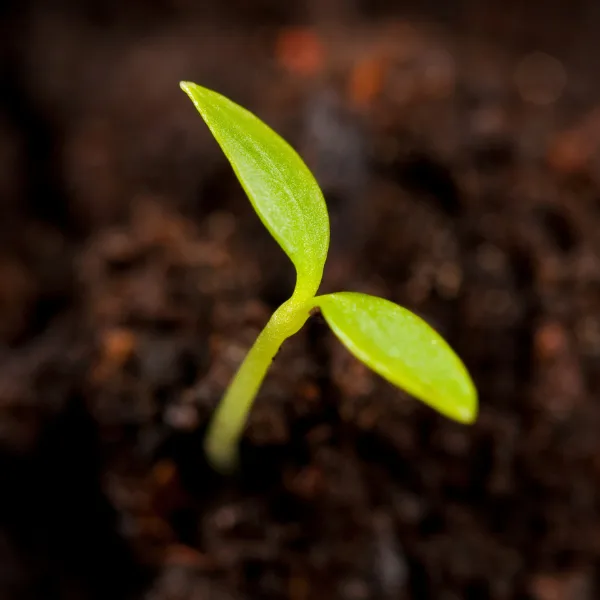 When Do Seedlings Need Fertilizer Beginner's Guide