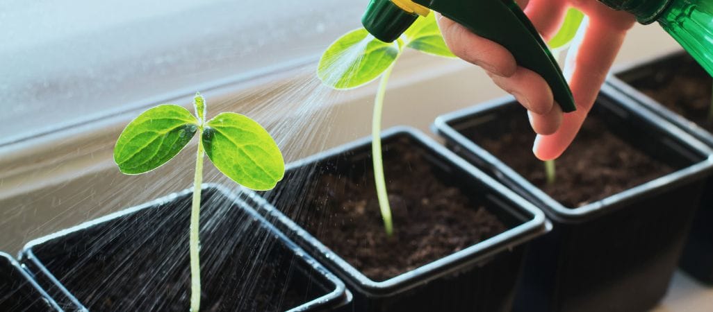 broccoli seed starting mistakes