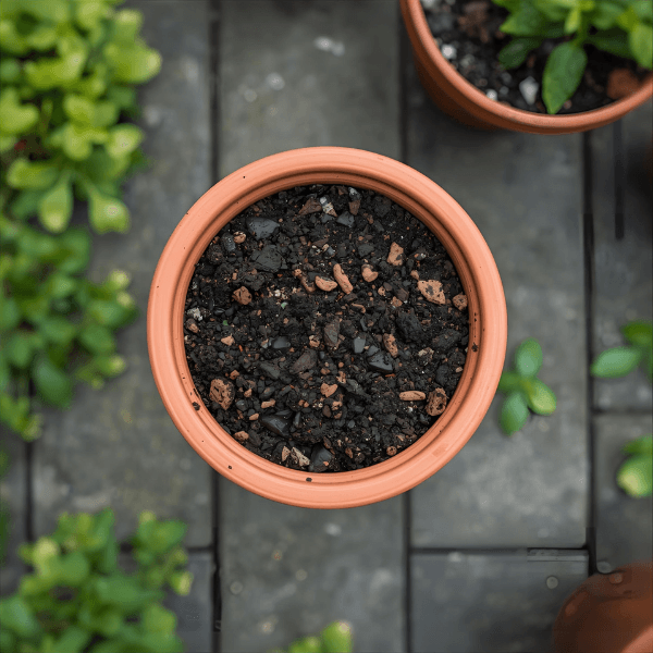 six step seedling planting process guide filling the pot with good soil