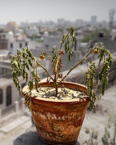One-simple-tric-to-save-plant-in-45c-Mobile