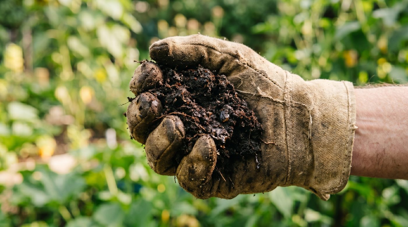 Gloved hand squeezing dark compost with slight moisture