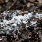 Close-up macro photograph showing white Trichoderma mycelium fungal growth on composting branches - a positive sign of active decomposition