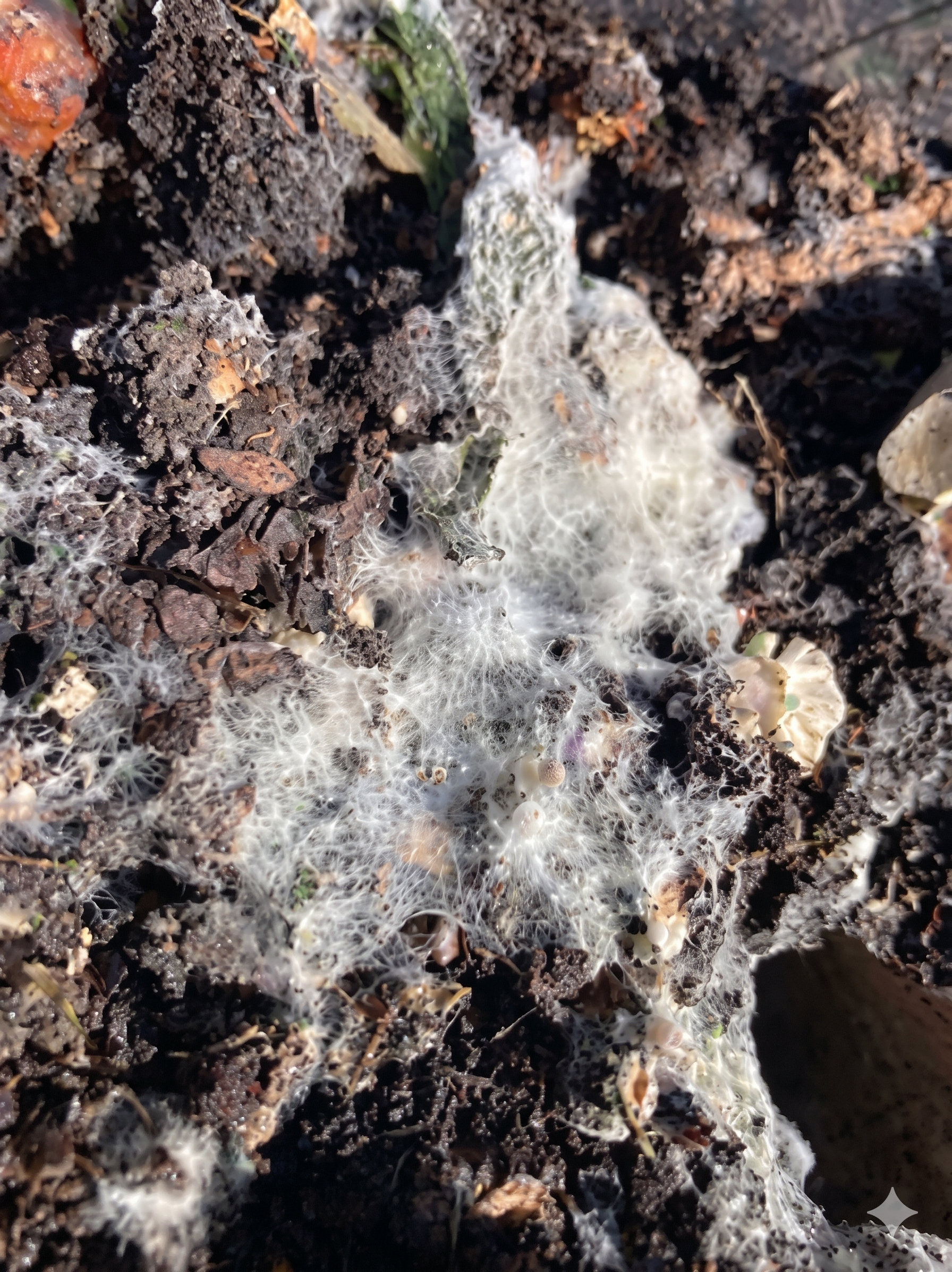 A close-up photograph of a patch of white, fuzzy mold growing over dark, damp soil in a compost pile.